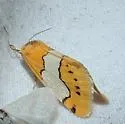 Lineostriastiria hachita - Hodges#9758 - photo 2