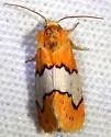 Lineostriastiria hachita - Hodges#9758 - photo 3
