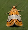 Lineostriastiria hachita - Hodges#9758 - photo 4