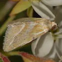 Lineostriastiria hutsoni - Hodges#9756 - Lineostriastiria hutsoni