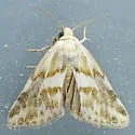 Lineostriastiria olivalis - Hodges#9757