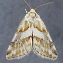 Lineostriastiria olivalis - Hodges#9757 - photo 2