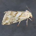 Lineostriastiria olivalis - Hodges#9757 - photo 3