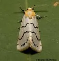 Lineostriastiria sexseriata - Hodges#9759