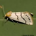 Lineostriastiria sexseriata - Hodges#9759 - photo 2