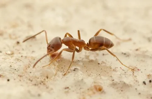 Argentine Ant - photo 3
