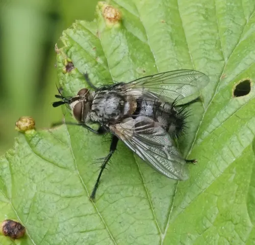 Linnaemya picta