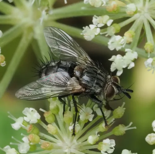 Linnaemya picta - photo 2