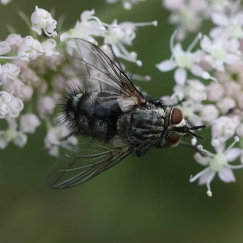 Linnaemya picta - photo 3