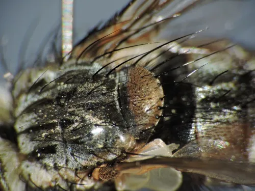 Linnaemya picta - photo 4