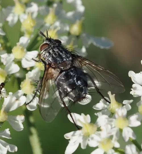 Linnaemya picta - photo 7