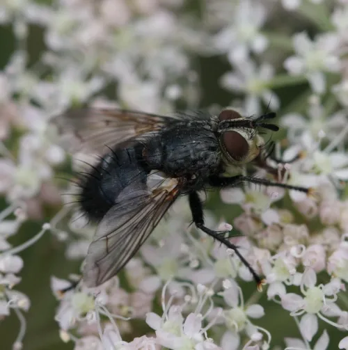 Linnaemya picta - photo 8
