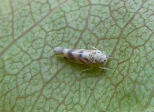 Linnavuoriana decempunctata