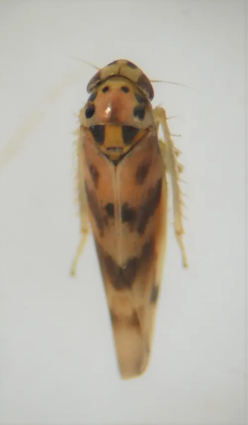 Linnavuoriana decempunctata - photo 2