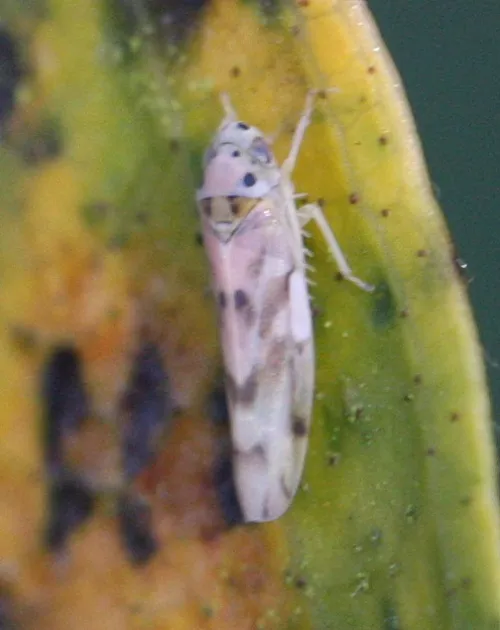 Linnavuoriana decempunctata - photo 5