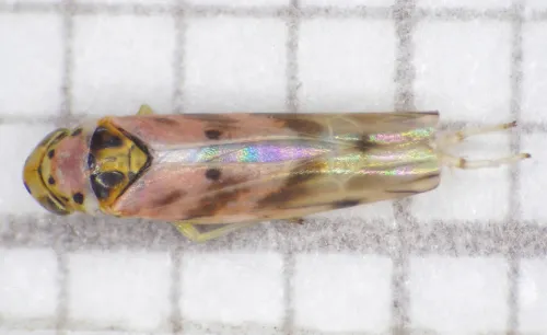 Linnavuoriana decempunctata - photo 6