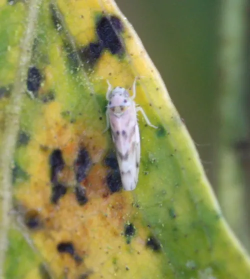 Linnavuoriana decempunctata - photo 7