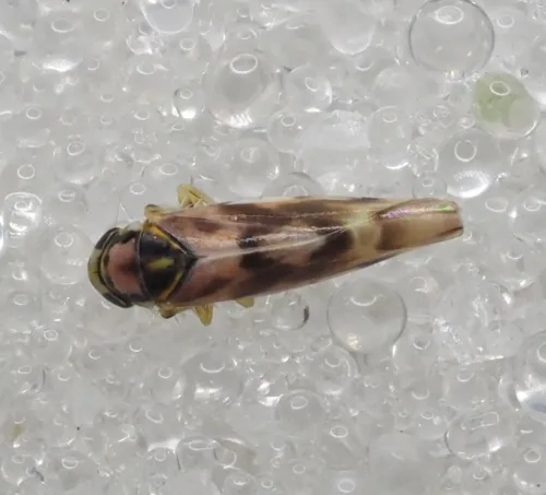 Linnavuoriana decempunctata - photo 8