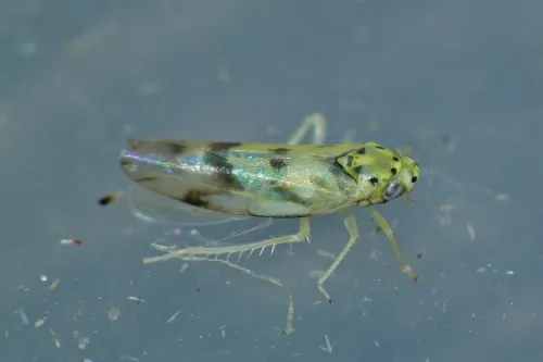 Linnavuoriana sexmaculata