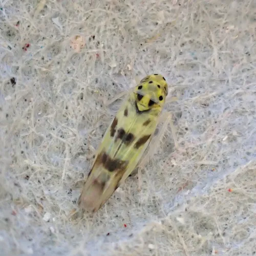 Linnavuoriana sexmaculata - photo 2