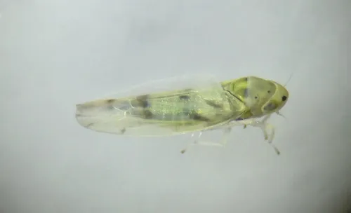 Linnavuoriana sexmaculata - photo 4