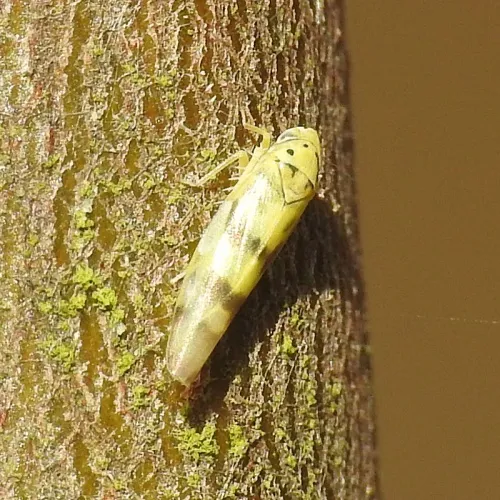Linnavuoriana sexmaculata - photo 5