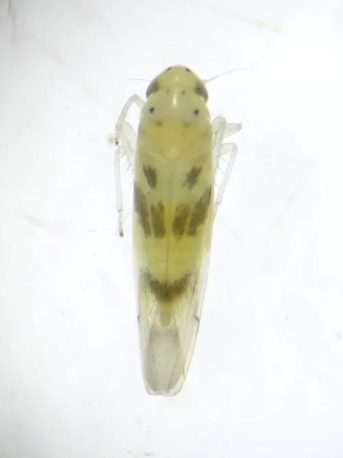 Linnavuoriana sexmaculata - photo 7