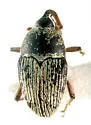 Linogeraeus capillatus