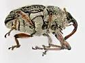 Linogeraeus capillatus - photo 2