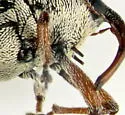 Linogeraeus capillatus - photo 3