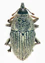 Linogeraeus capillatus - photo 4