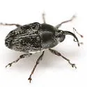 Linogeraeus capillatus - photo 5
