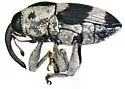 Linogeraeus crucifer