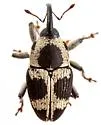 Linogeraeus crucifer - photo 2