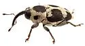 Linogeraeus crucifer - photo 3