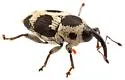 Linogeraeus crucifer - photo 4