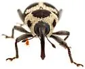 Linogeraeus crucifer - photo 5