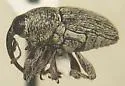 Linogeraeus finitimus