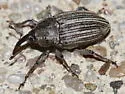 Linogeraeus laevirostris