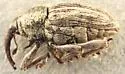 Linogeraeus laevirostris - photo 3