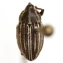 Linogeraeus laevirostris - photo 4