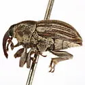 Linogeraeus laevirostris - photo 5