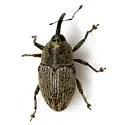 Linogeraeus neglectus