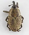 Linogeraeus neglectus - photo 2
