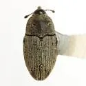 Linogeraeus neglectus - photo 3