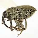 Linogeraeus neglectus - photo 4