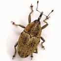 Linogeraeus neglectus - photo 5