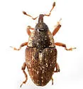 Linogeraeus perscitus