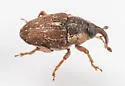 Linogeraeus perscitus - photo 2