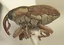 Linogeraeus perscitus - photo 3